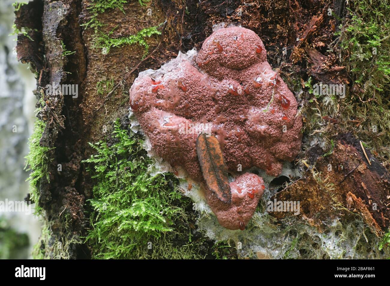 Brefeldia maxima, known as the tapioca slime mold, climbing a birch tree in Finland Stock Photo