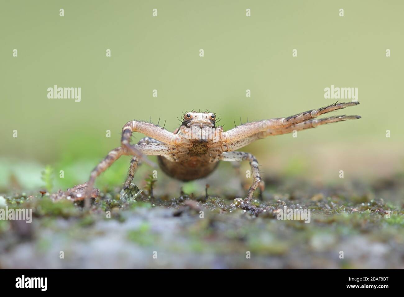 Xysticus audax, known as a ground crab spider Stock Photo