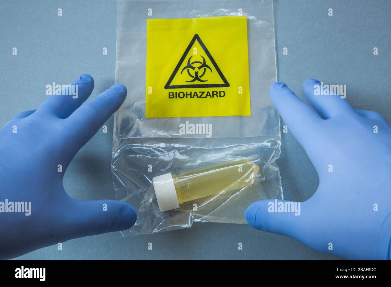 A point of view image of a pair of hands in blue protective gloves working with a Biohazard virus such as Coronavirus in a Laboratory Stock Photo