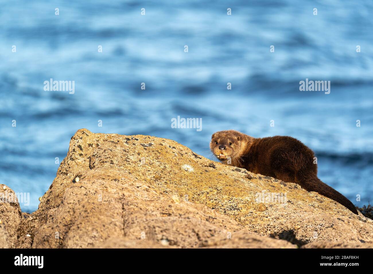 Young European Otter Cub on a rock, waiting expectantly for its mothers return Stock Photo