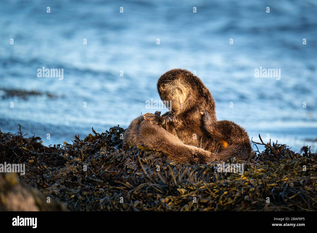 European Otter Mother and Cub (Lutra lutra) playing on the shore on a bed of kelp Stock Photo