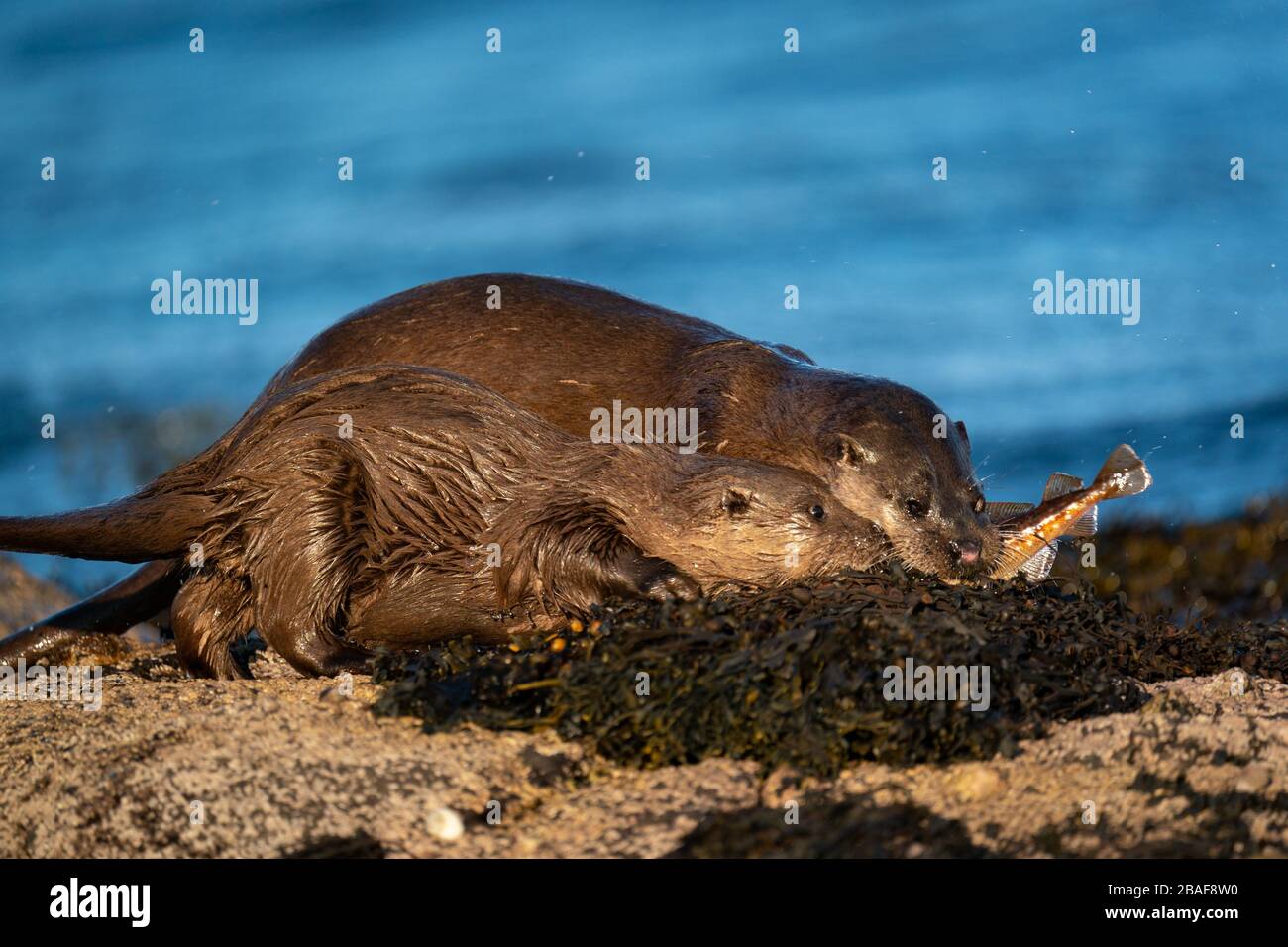 Close up of European Otter  (Lutra lutra) mother and cub with mother holding a fish. The youngster harrassing its mother to feed it Stock Photo