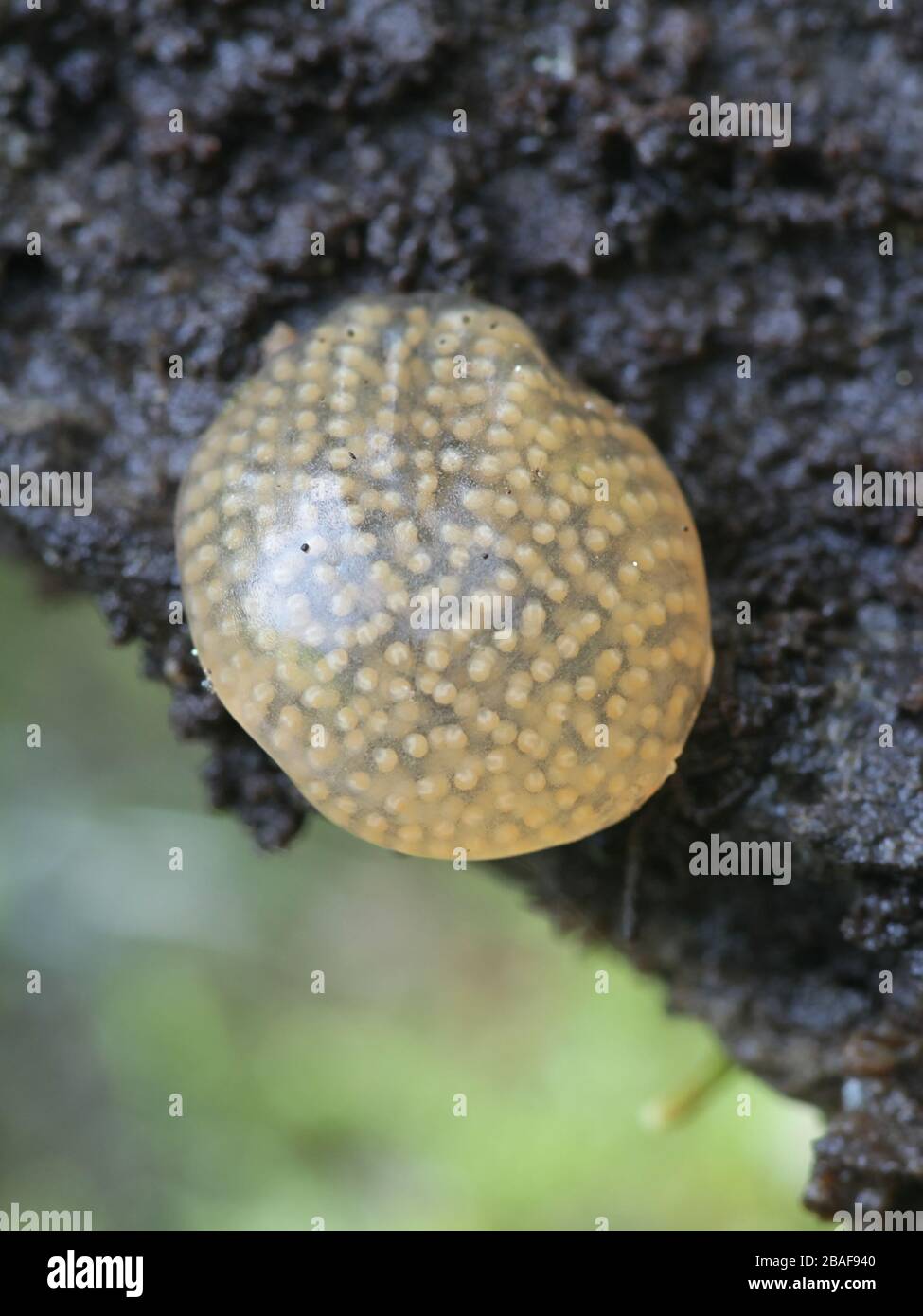 Egg Cluster High Resolution Stock Photography and Images Alamy