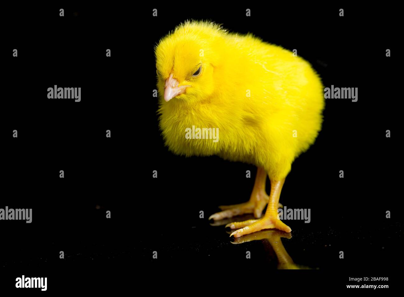 newborn yellow chicks isolated black background Stock Photo - Alamy