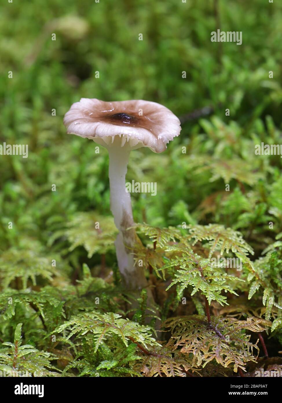 Hygrophorus olivaceoalbus, known as the olive wax cap, wild mushrooms from Finland Stock Photo