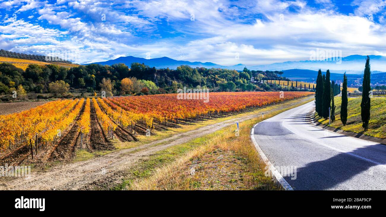 Colorful vineyards and cypresses in Chianti region,Tuscany,Italy. Stock Photo