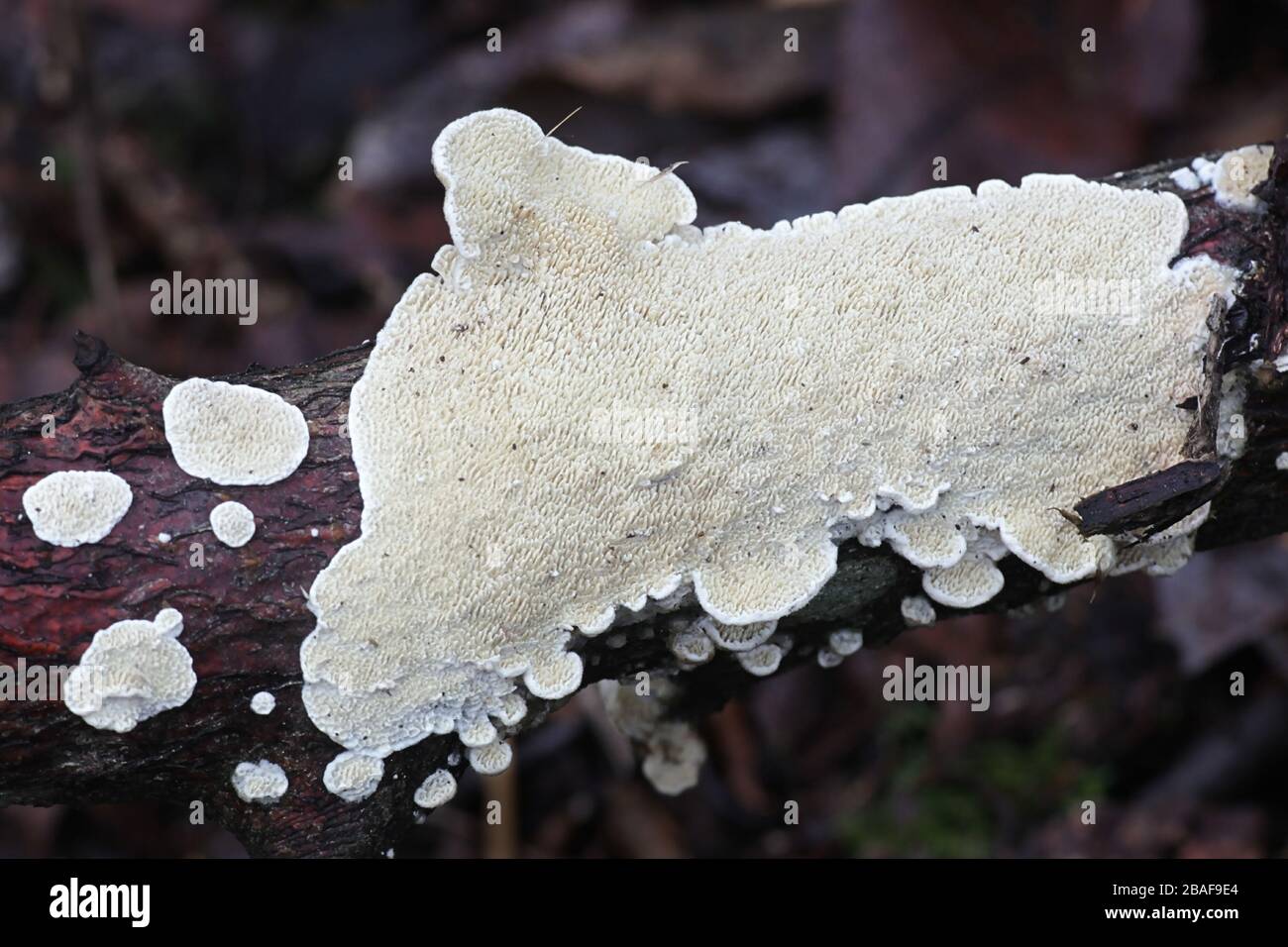 Irpex lacteus, a white rot crust fungus studied for biofuel production Stock Photo