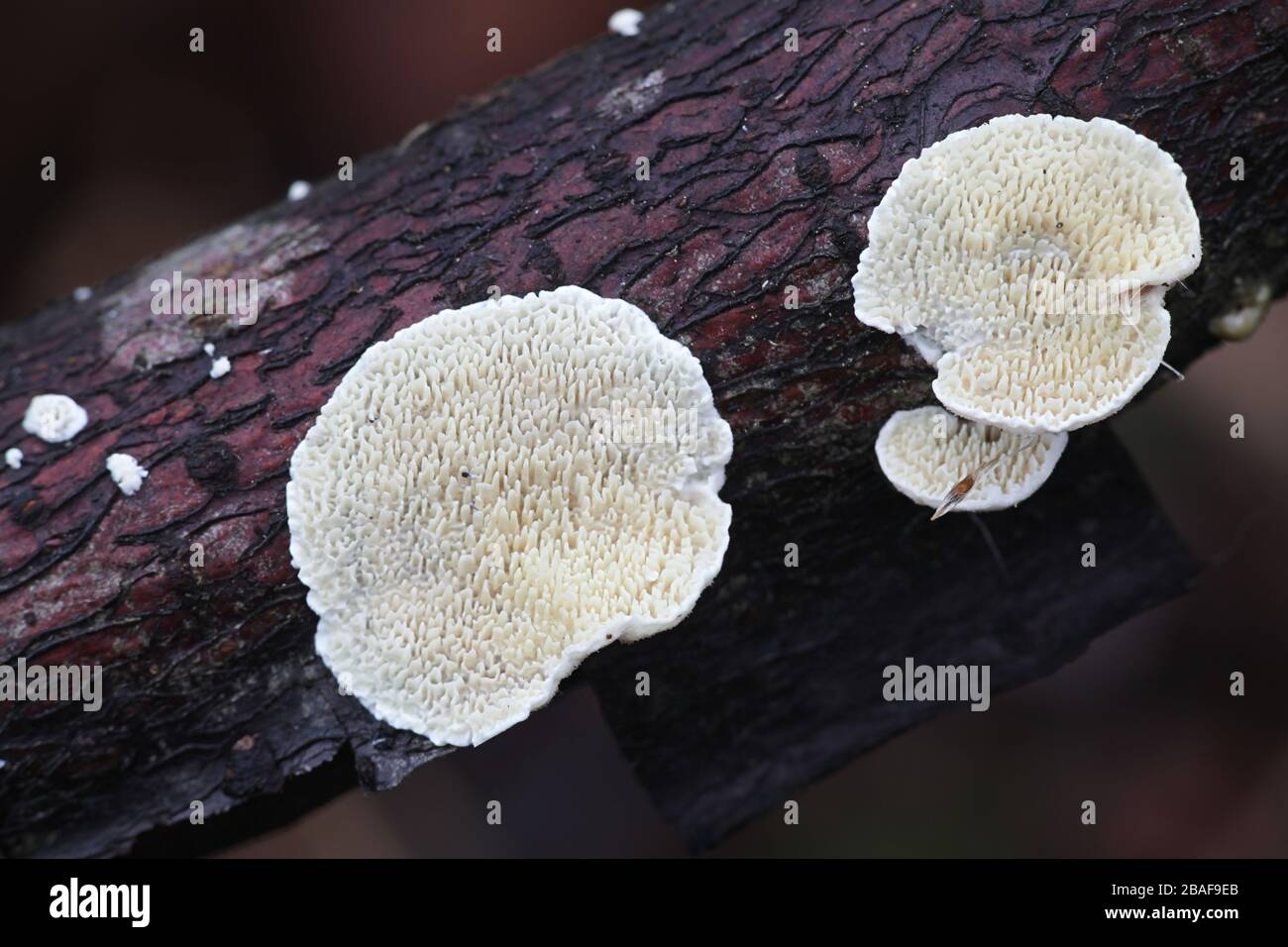 Irpex lacteus, a white rot crust fungus studied for biofuel production Stock Photo