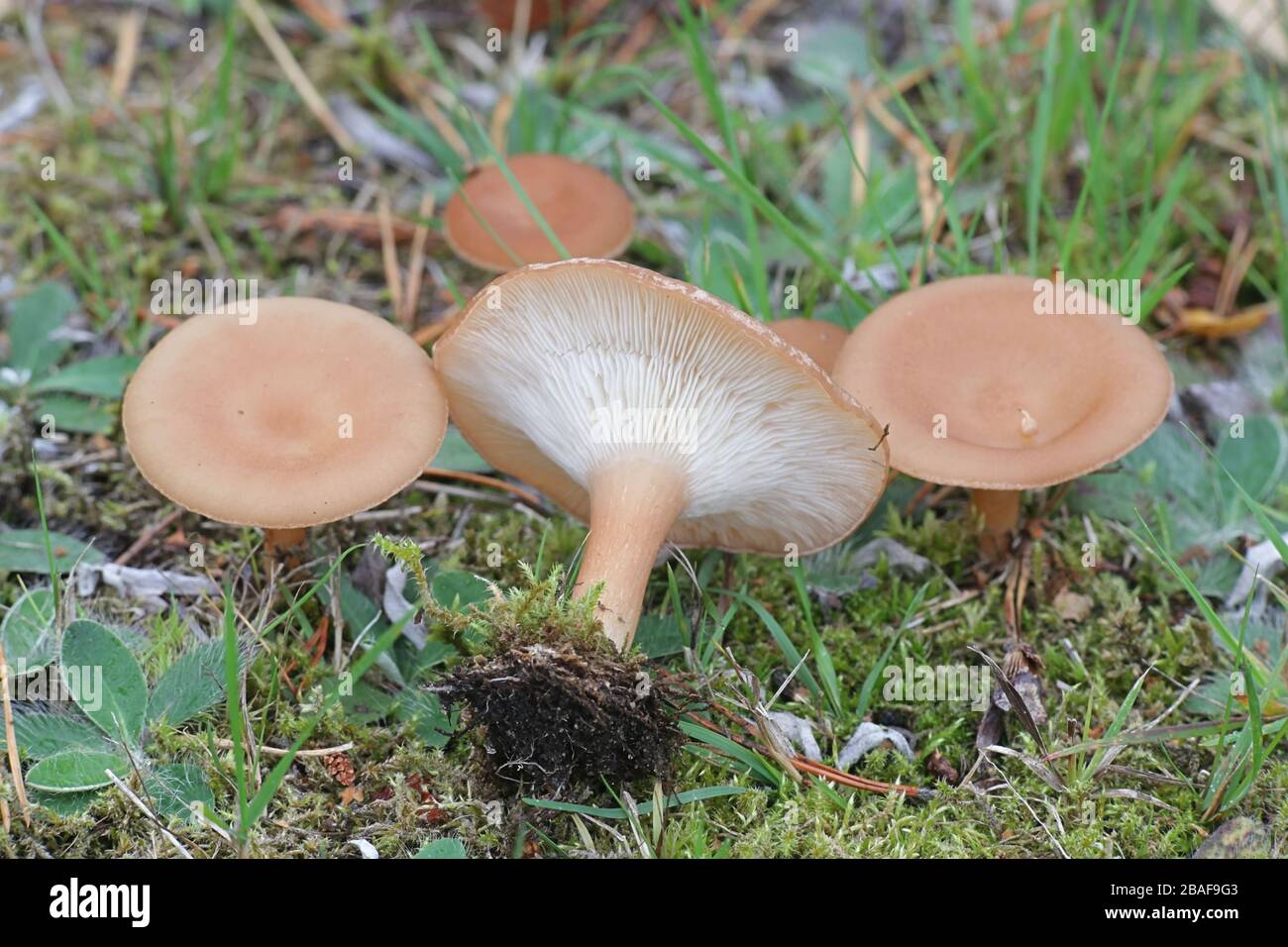 Infundibulicybe squamulosa, a funnel cap mushroom from Finland with no common english name Stock Photo