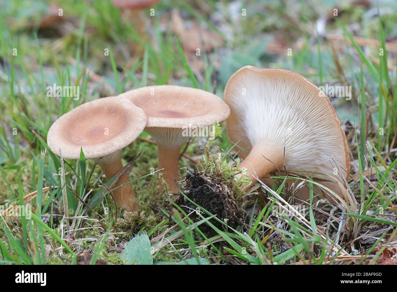 Infundibulicybe squamulosa, a funnel cap mushroom from Finland with no common english name Stock Photo