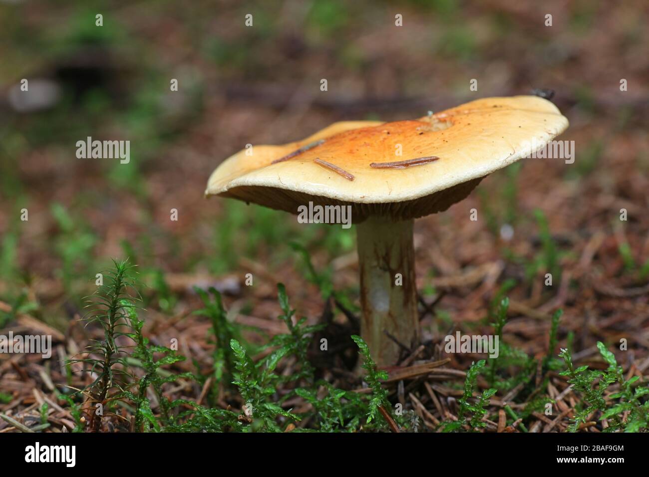 Cortinarius aureofulvus, a fungus of the subgenus Phlegmacium, webcap mushroom from Finland Stock Photo
