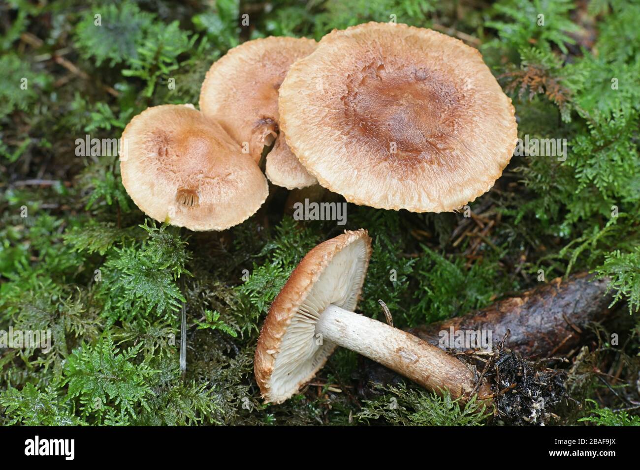 Tricholoma vaccinum, known as the russet scaly tricholoma, the scaly knight, or the fuzztop, wild toadstool from Finland Stock Photo