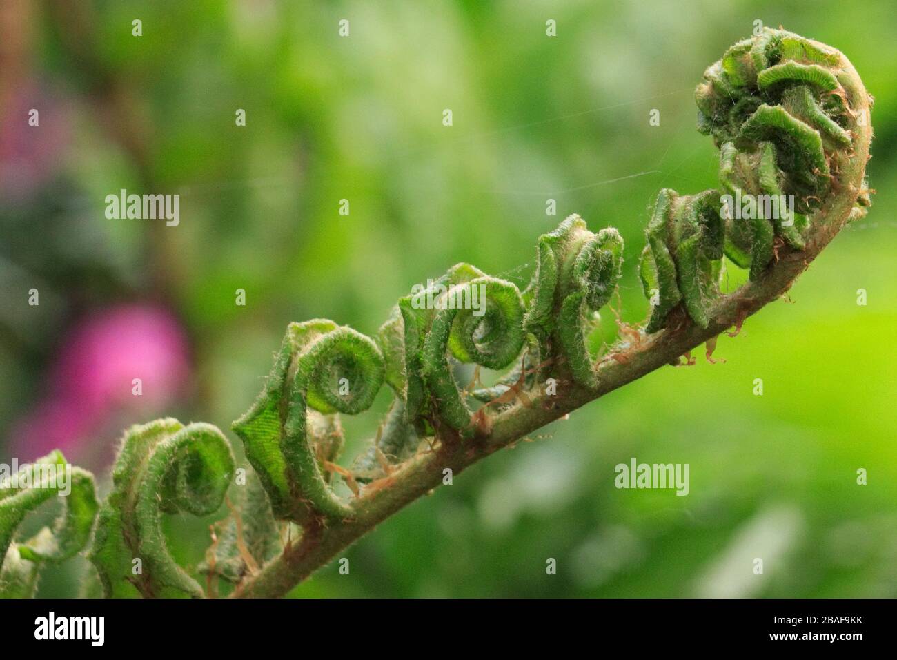 Garden fern close up hi-res stock photography and images - Alamy