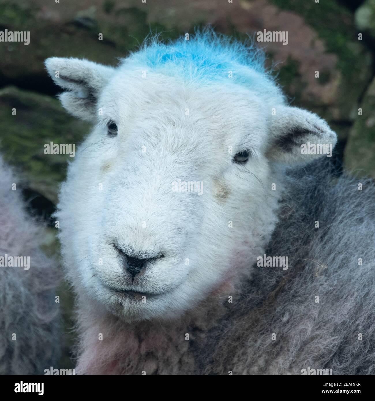 Sheep with blue sprayed head Stock Photo
