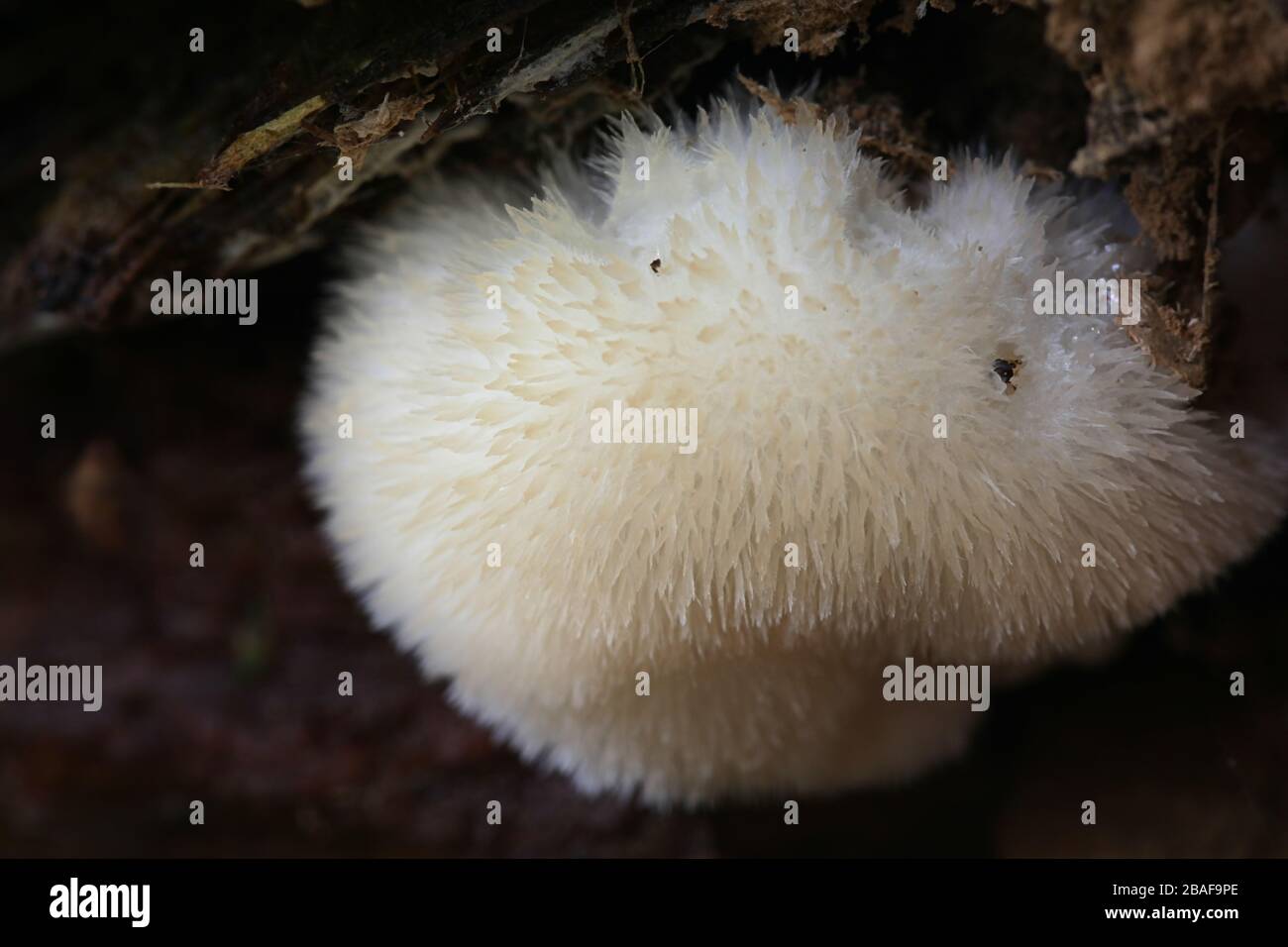 Postia ptychogaster, known as the powderpuff bracket, wild fungi from Finland Stock Photo