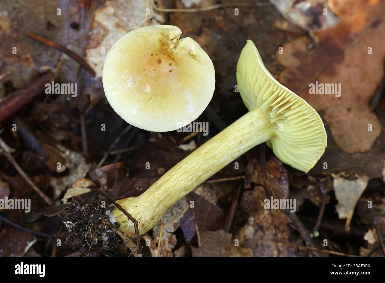 Tricholoma sulphureum, known as sulphur knight or gas agaric, inedible mushroom from Finland Stock Photo