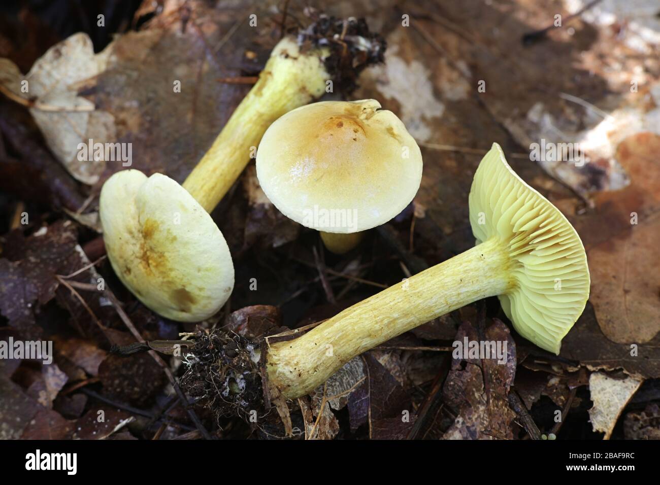 Tricholoma sulphureum, known as sulphur knight or gas agaric, inedible mushrooms from Finland Stock Photo