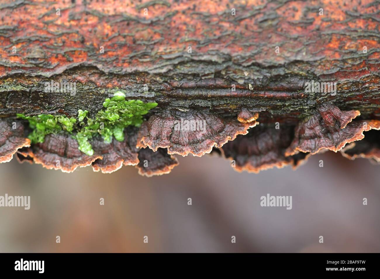 Pseudochaete tabacina, known as willow glue, crust fungus from Finland Stock Photo