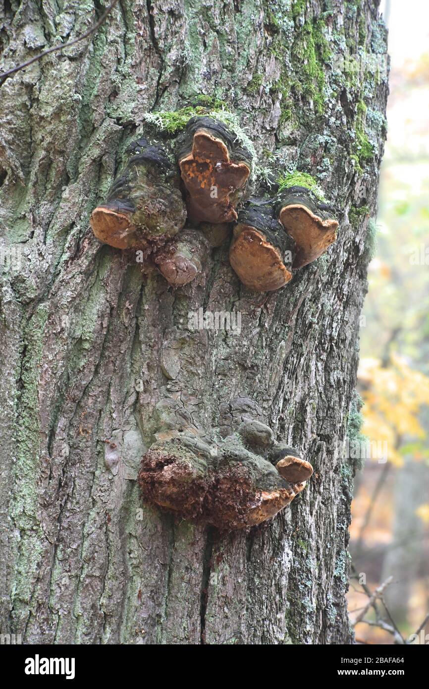 Phellinus robustus, known as robust bracket or robust conk, mushrooms from Finland Stock Photo