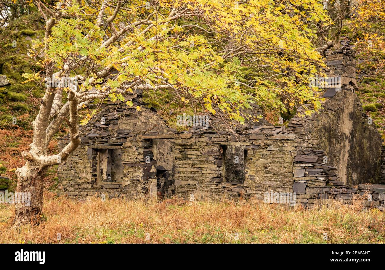 Ruined cottage and foreground tree in Welsh slate quarry in autumn Stock Photo