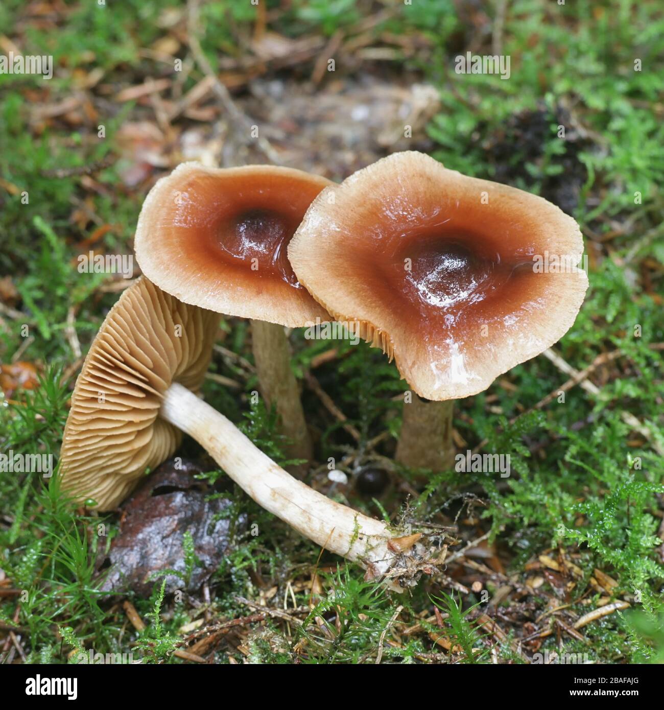 Hebeloma mesophaeum, known as  veiled poisonpie or poison pie, wild mushrooms from Finland Stock Photo