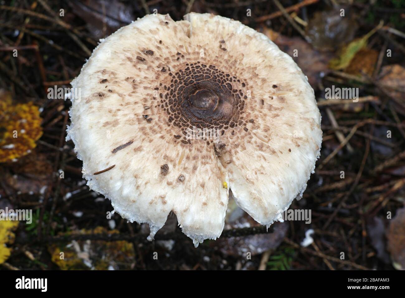 Macrolepiota procera, known as the parasol mushroom, edible fungus from Finland Stock Photo