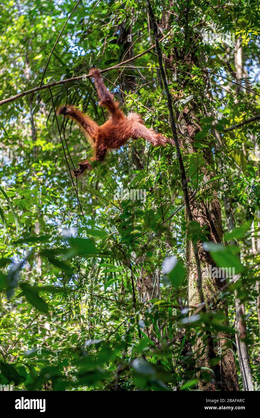 Great Ape on the tree. Central Bornean orangutan ( Pongo pygmaeus wurmbii ) in natural habitat. Wild nature in Tropical Rainforest of Borneo Island. Stock Photo