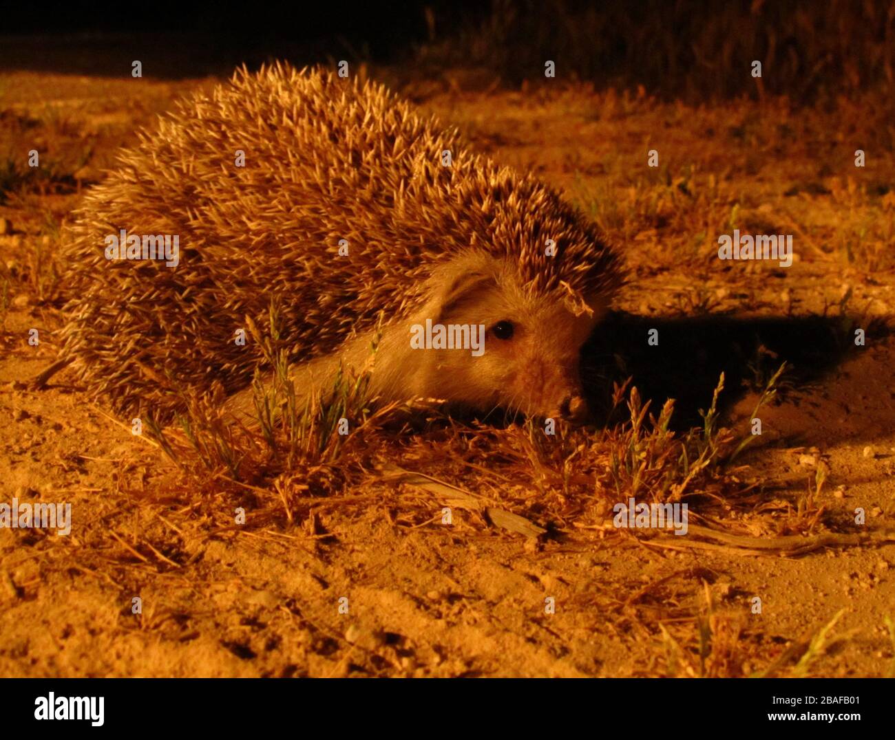 Cute North African hedgehog in a forest in Malta - Atelerix algirus species Stock Photo