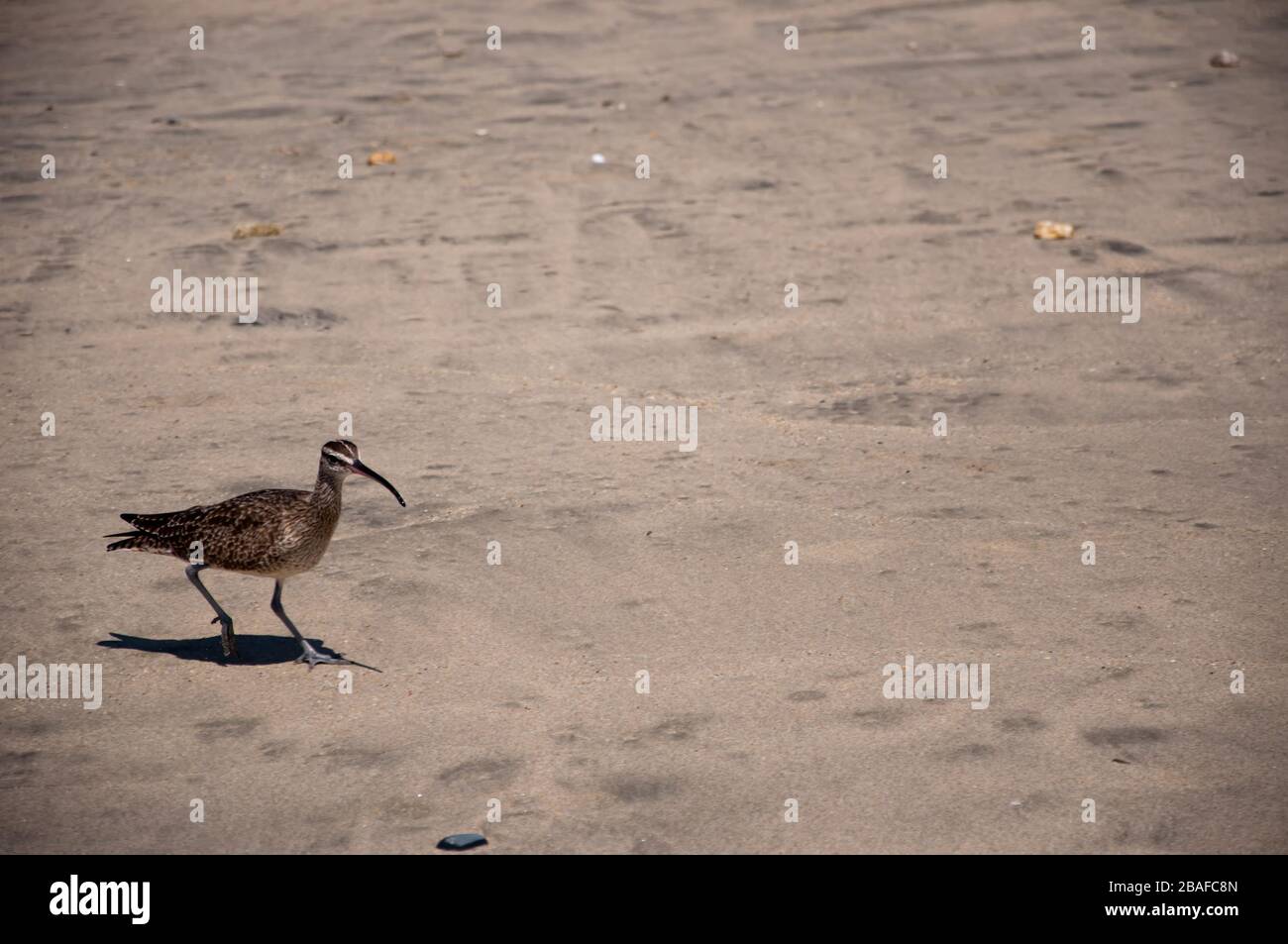 Bristle-thighed curlew standing on the sand under the sunlight with a blurry background Stock Photo