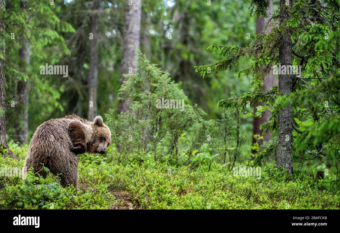 The bear itches. Brown bear in the summer forest. Green forest natural ...