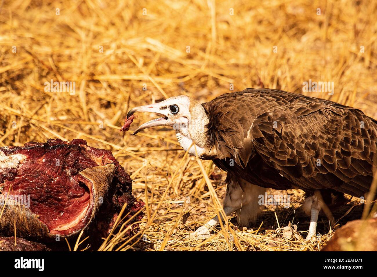 Hooded vulture (Necrosyrtes monachus) eating giraffe carcase. Timbavati Private Game Reserve .South africa Stock Photo