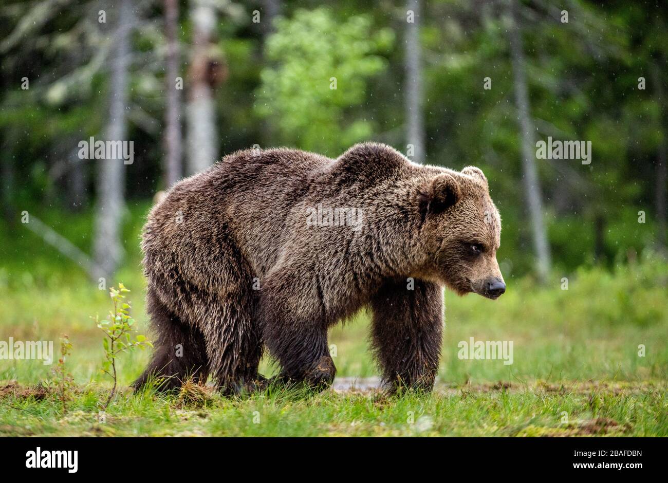 Brown bear walking on the swamp in the summer forest. Scientific name: Ursus arctos. Natural habitat. Stock Photo