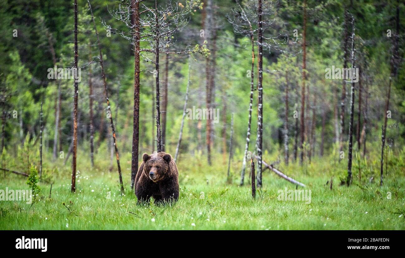 Wild Adult Male of Brown bear on the swamp in the pine forest. Front view. Scientific name: Ursus arctos. Summer season. Natural habitat. Stock Photo