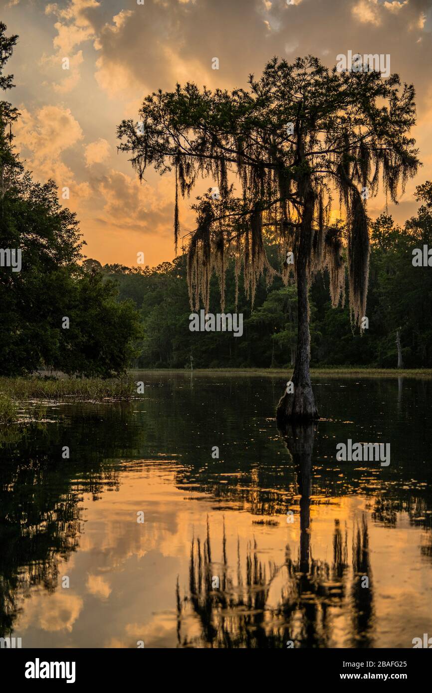 Tree draped with spanish moss hi-res stock photography and images - Alamy