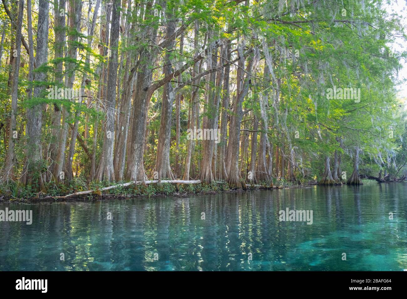 Backlit cypress trees along the colorful clear water of the scenic Rainbow River. Dunnellon, Florida. Marion County travel destination. Stock Photo