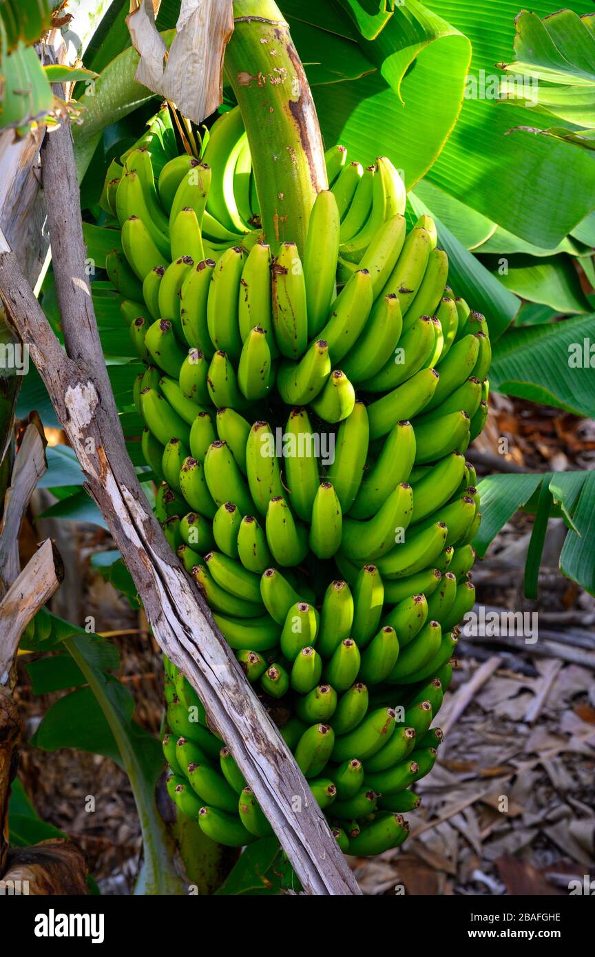 Plantations with different cultvars of bananas plants on La Palma ...