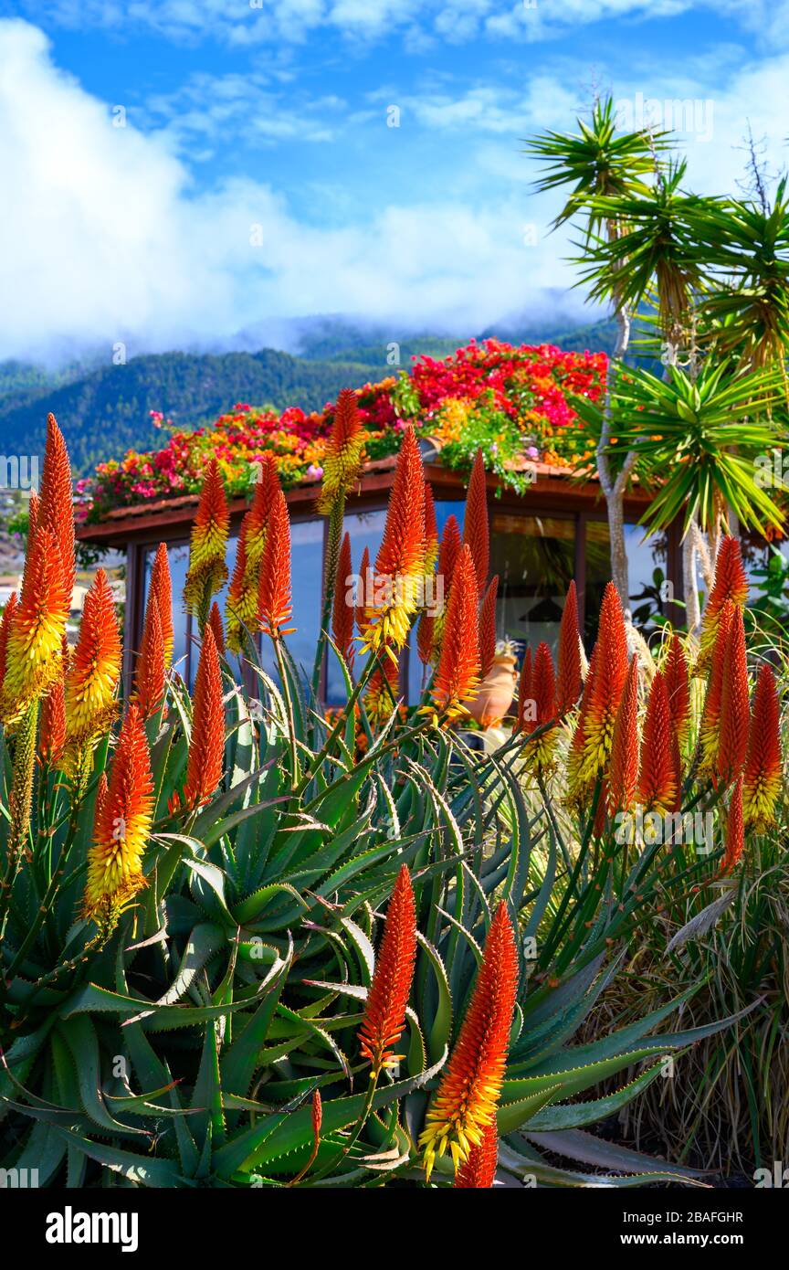 Colorful blossom of aloe vera plant on tropical island La Palma, Canary,  Spain in winter Stock Photo - Alamy