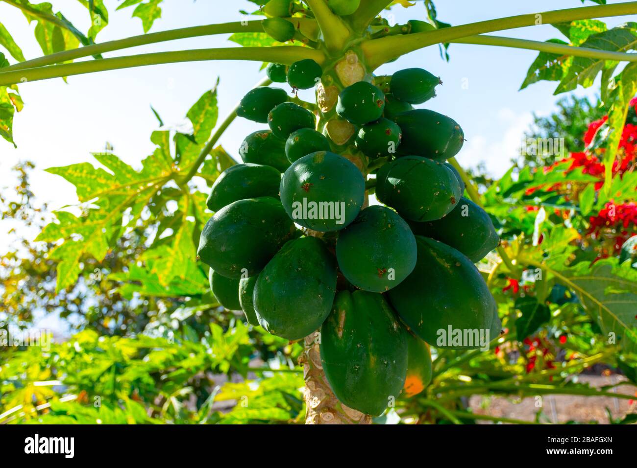 Eco Farming On Tenerife Island Plantation With Exotic Papaya Trees Full With Many Big Green Papaya Fruits Canary Islands Spain Stock Photo Alamy Eco Farming On Tenerife Island Plantation With Exotic Papaya Trees Full With Many Big Green Papaya Fruits Canary Islands Spain Stock Photo Alamy