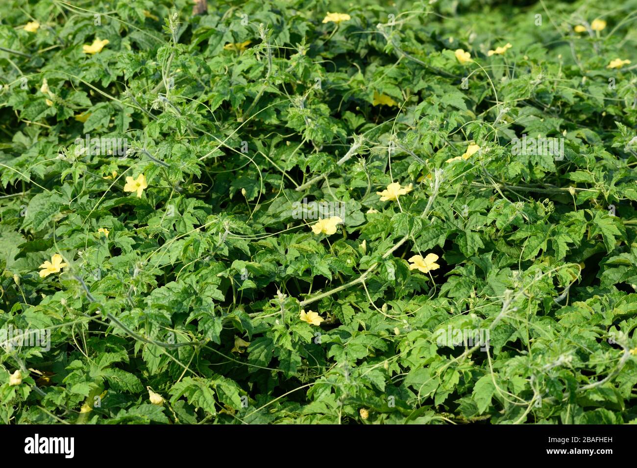 raw bitter gourd tree and flower Stock Photo Alamy