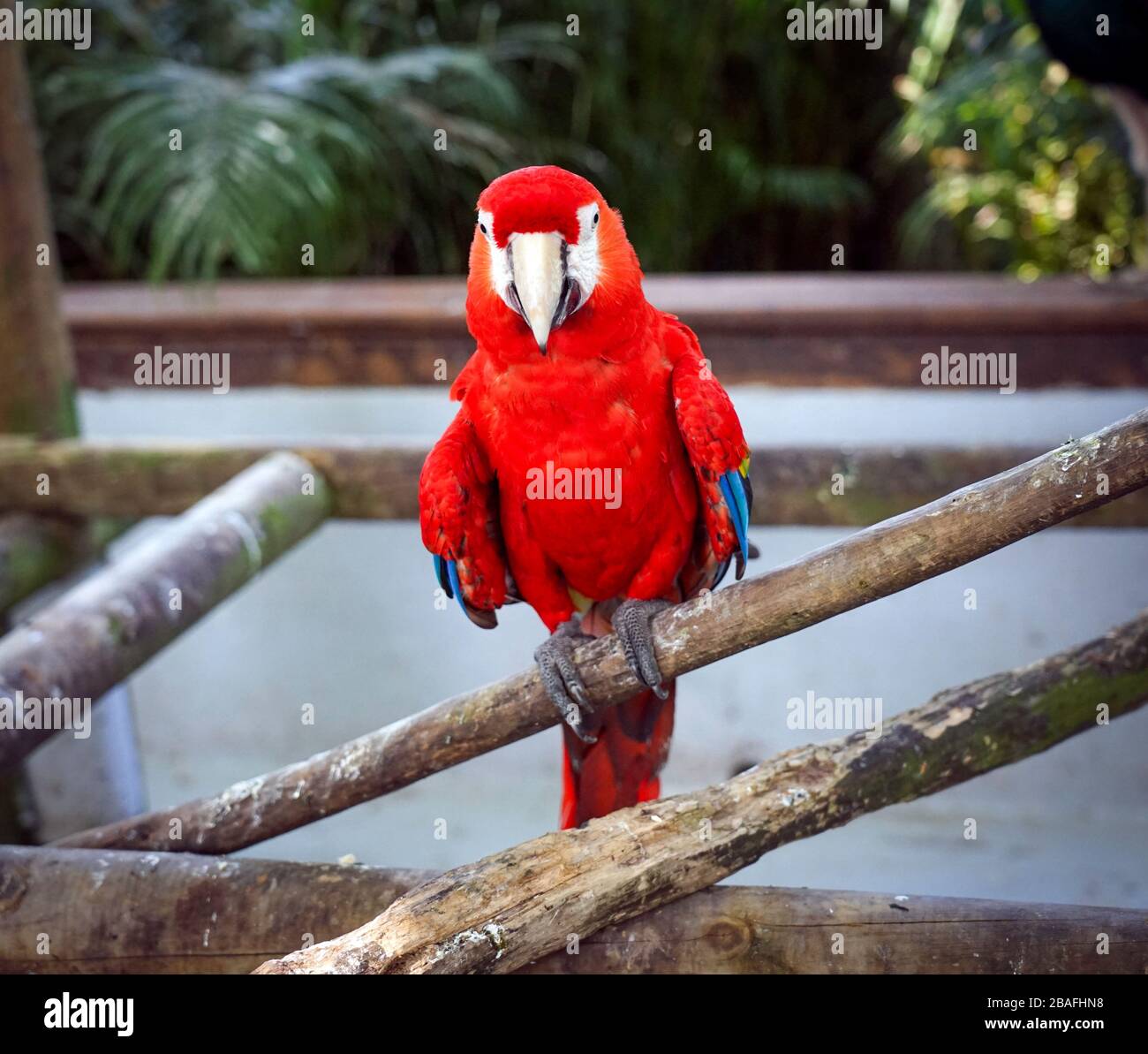 Scarlet macaw in Parrot in a Park in Cartagena, Columbia Stock Photo