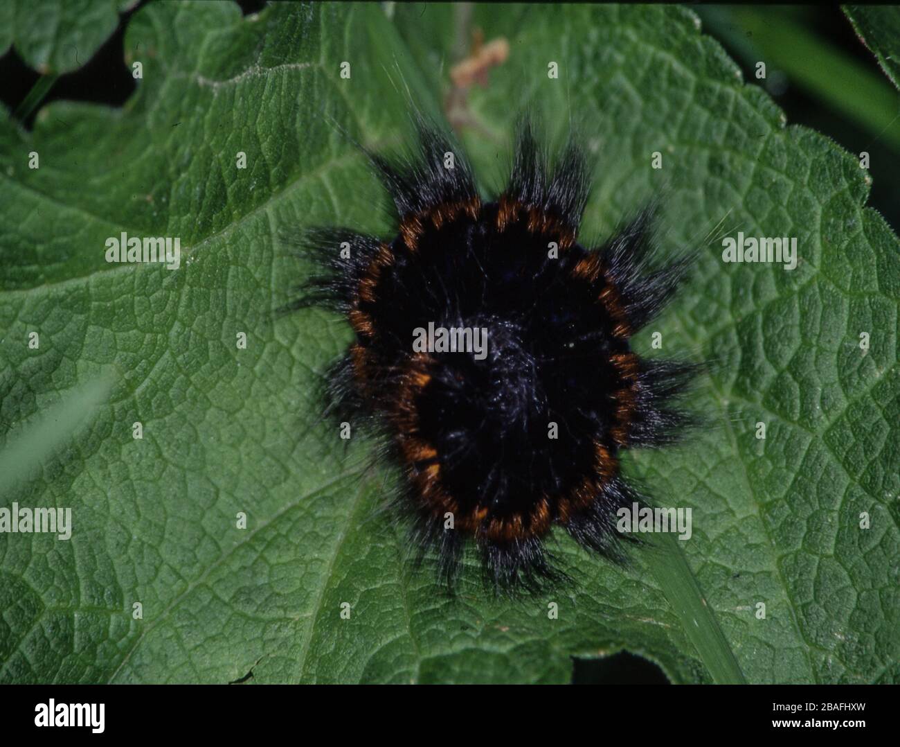 brown bear caterpillar with many hair curls up Stock Photo