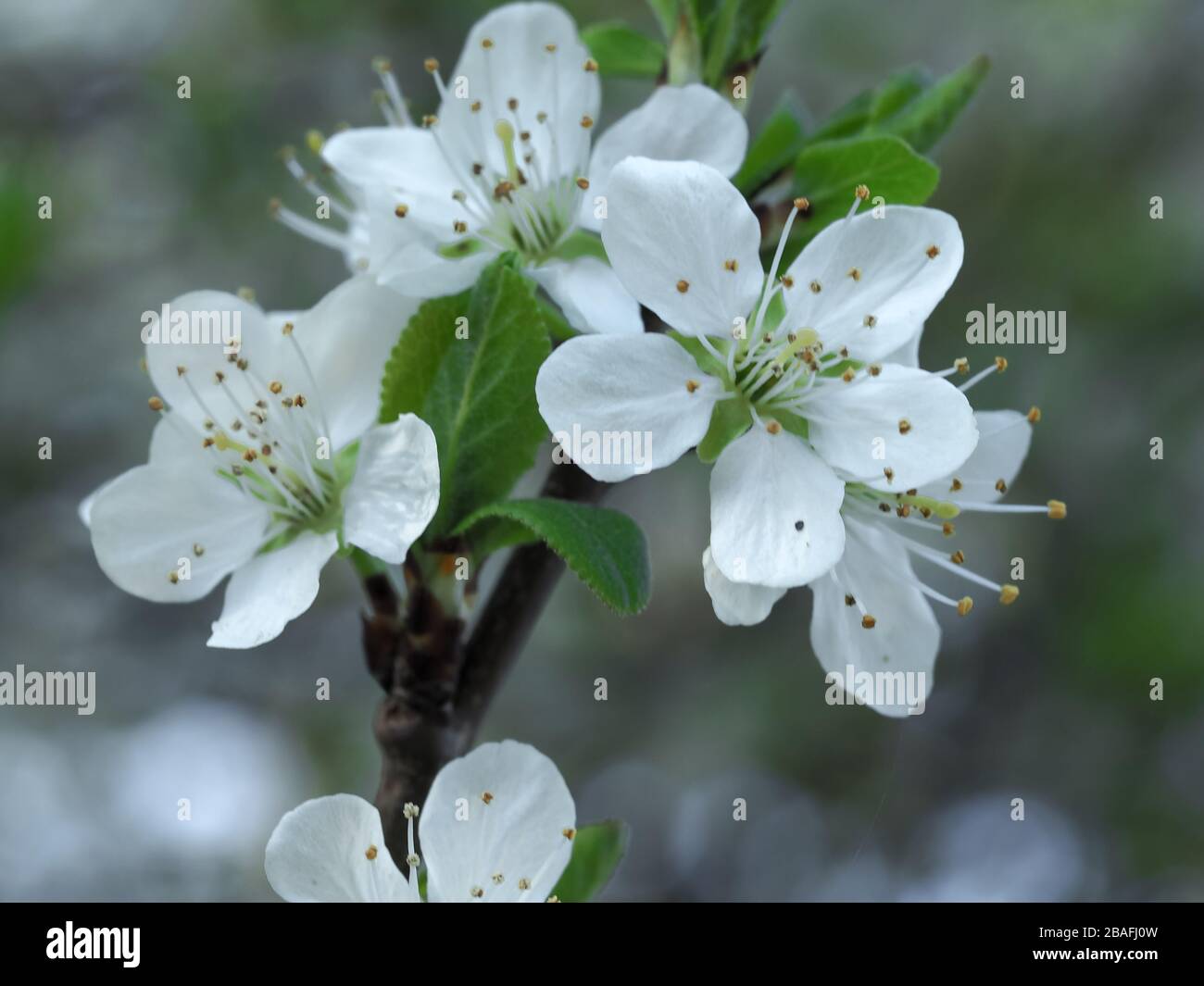 Prunus spinosa tree hi-res stock photography and images - Alamy