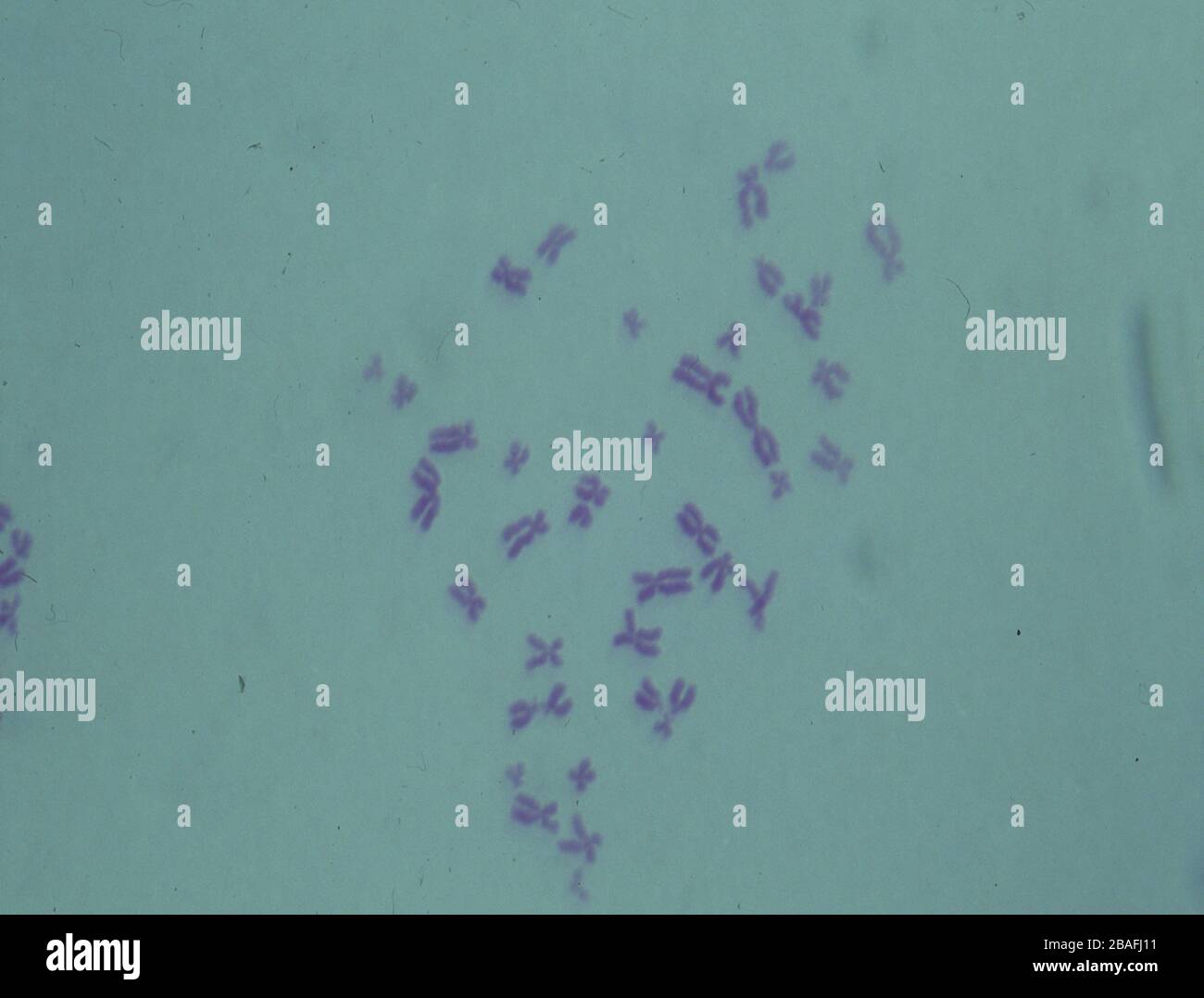 Chromosomes in the nucleus of a cell Stock Photo - Alamy