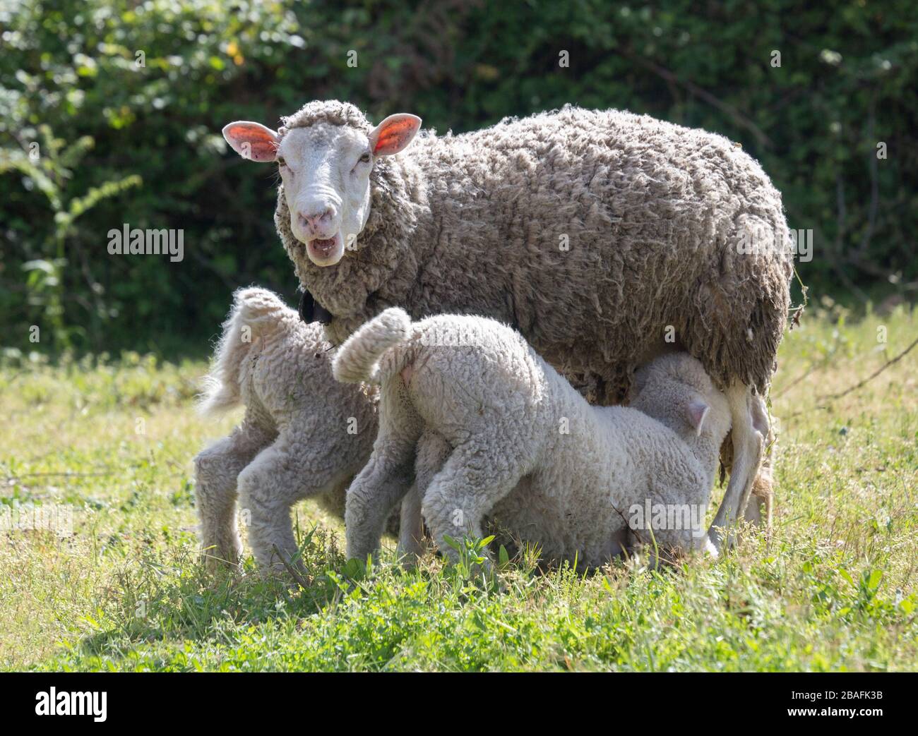 Lambs suckling, Cruz dos Madeiros, Algarve, Portugal Stock Photo