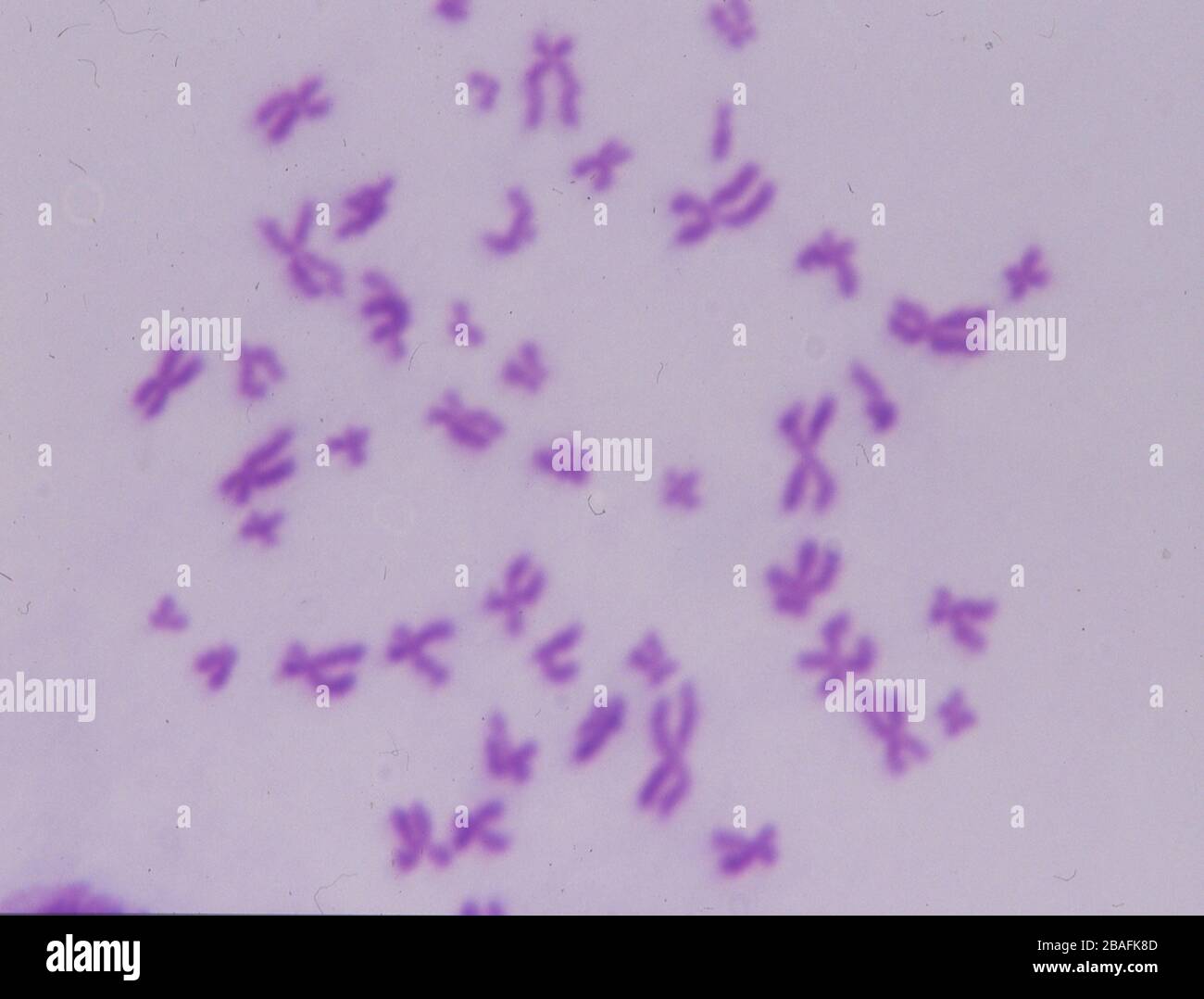 chromosomes of humans Stock Photo