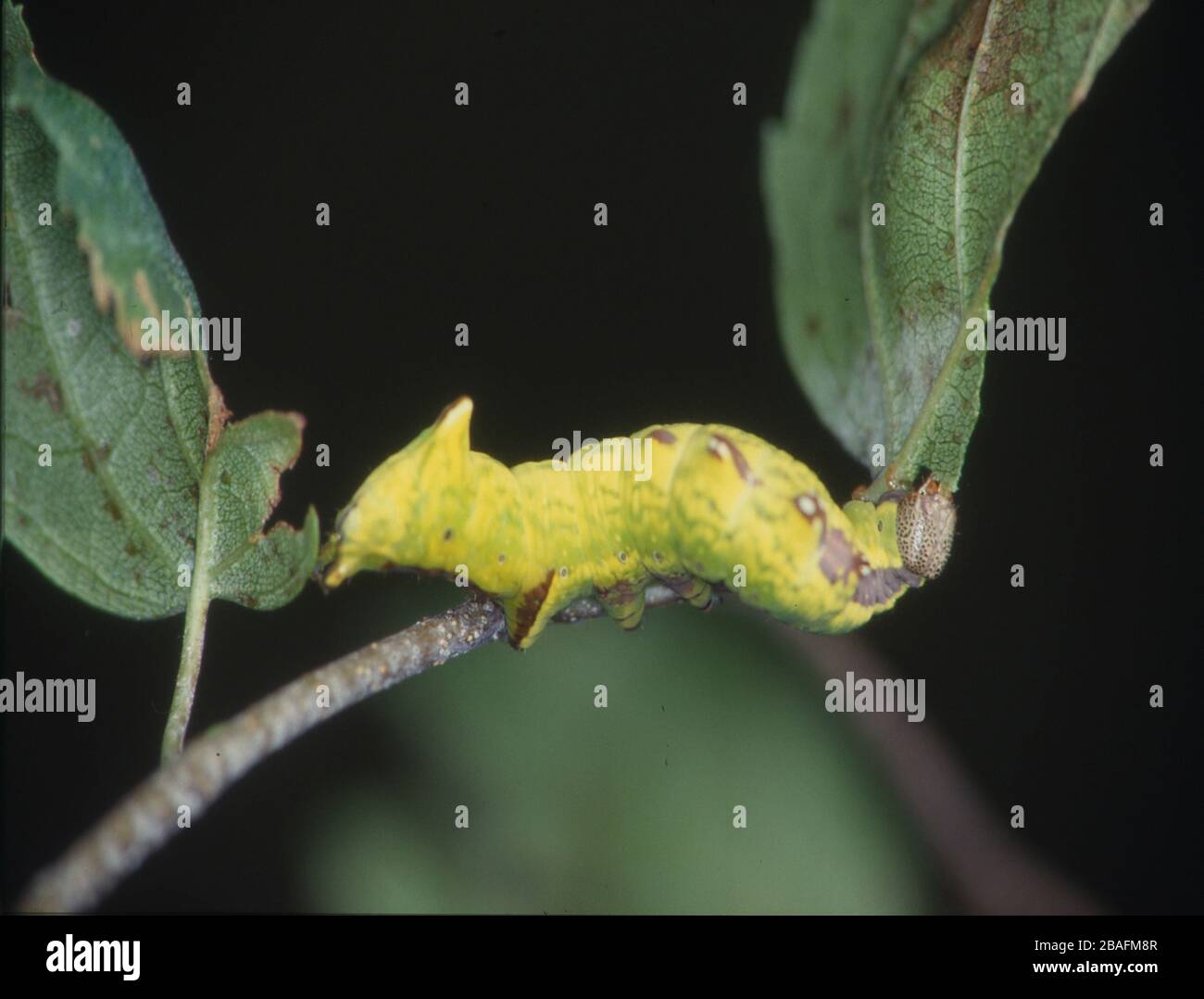 yellow caterpillar eats on leaf Stock Photo Alamy