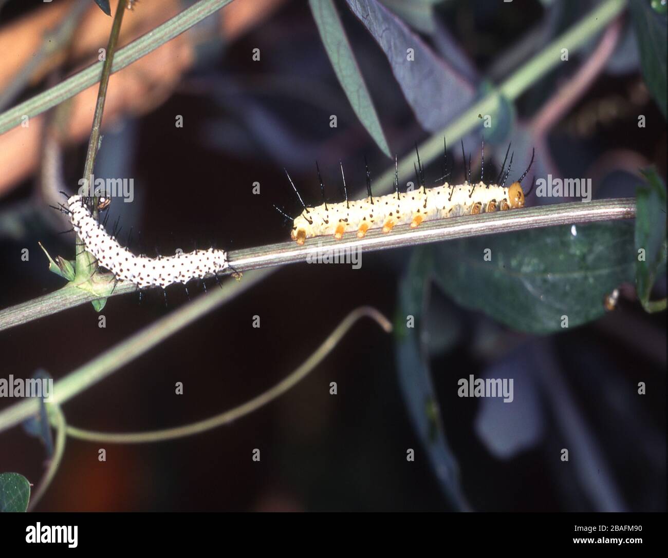 Caterpillar on leaf when eating Stock Photo