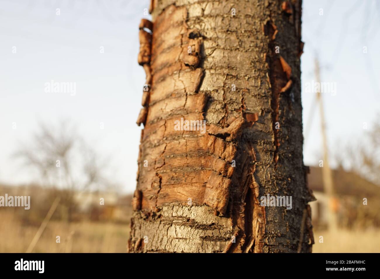 tree trunk sweet cherry tree with scrubbing bark. Stock Photo