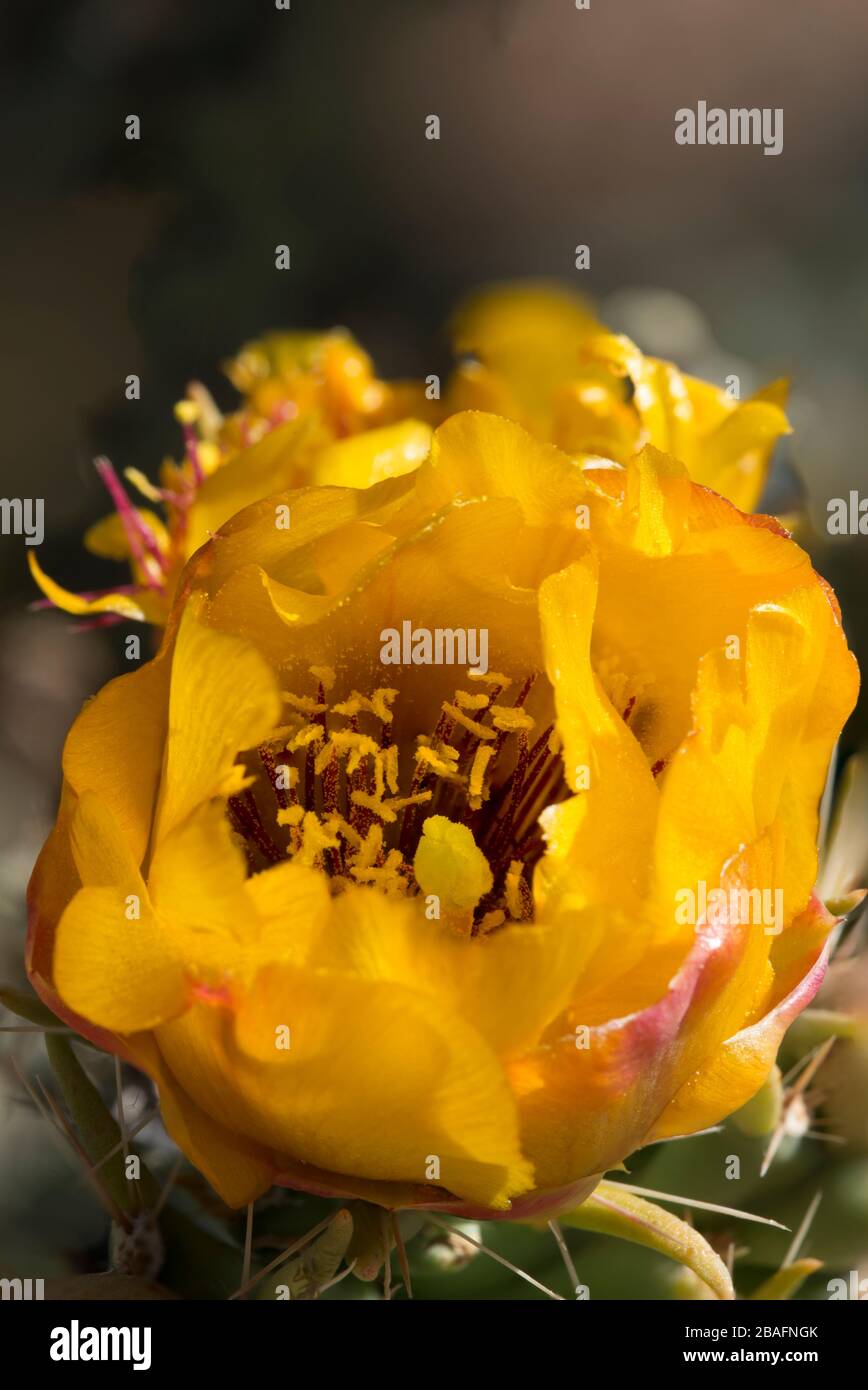 Buckhorn cholla (Cylindropuntia acanthocarpa) cactus blossoms, Dutchman's Trail out of First Water, Superstition Wilderness Area, Arizona. Stock Photo