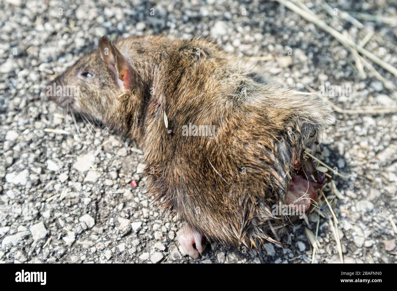 Dead Mouse Cut In Half Lying On The Road Stock Photo Alamy